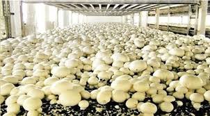 Mushroom farming